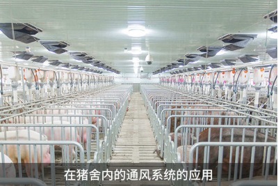 怎樣提高雞舍鴨舍豬舍養殖場的環境通風效果？